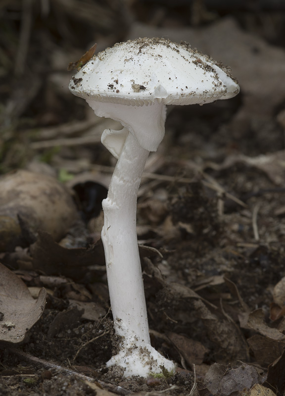 Amanita verna